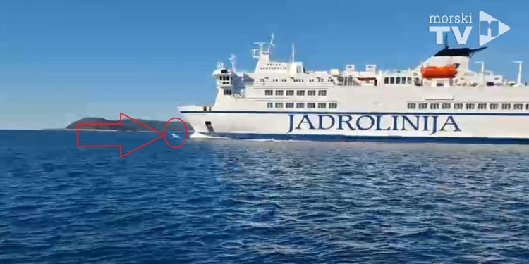 VIDEO Dupini jedva čekali isplovljavanje trajekta za Vis: "Skakali su ispred prove i puštali da ih bulb gura…"
