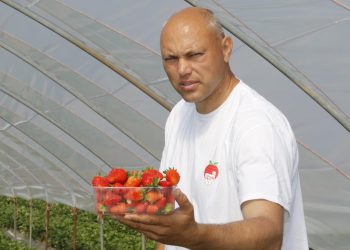 Slobodna Dalmacija – Bivši vođa vrgoračkih jagodara: ‘Ma kakve jagode, raskrstio sam s tim, skup biznis… Znate li čime se danas bavim?’