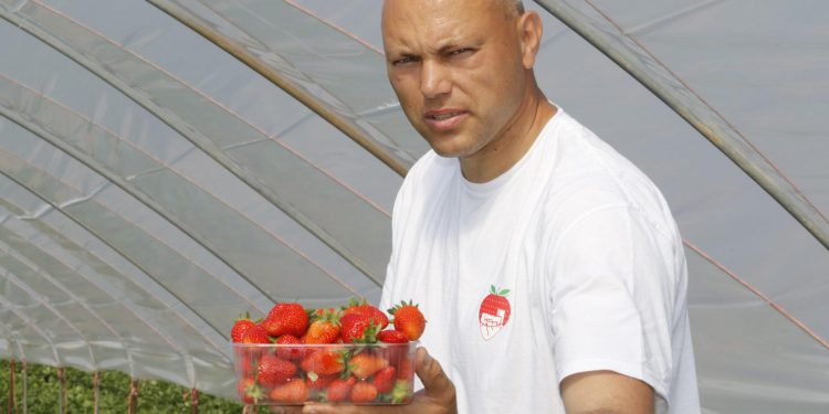 Slobodna Dalmacija – Bivši vođa vrgoračkih jagodara: ‘Ma kakve jagode, raskrstio sam s tim, skup biznis… Znate li čime se danas bavim?’