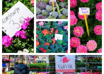 Gruž u svim bojama i mirisima: počeo je Sajam cvijeća!