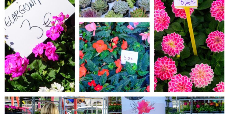 Gruž u svim bojama i mirisima: počeo je Sajam cvijeća!