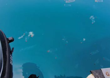 Čudne meduze preplavile more kod Kaprija i Žirja, stručnjakinja: ‘Pratimo pojavu, nisu to meduze!’