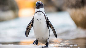 Penguin je krivio za pad helikoptera u Južnoj Africi (slike)