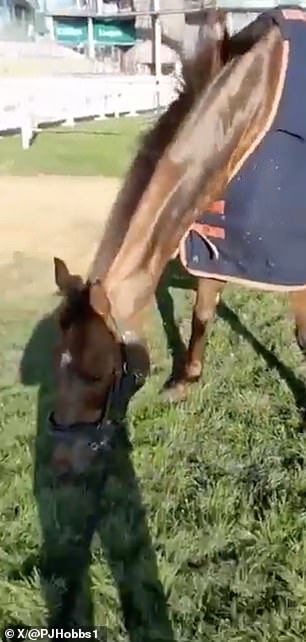 Celebre d'Allen je u svjetlijem raspoloženju nakon što je u subotu trebala neposredna veterinarska pažnja