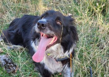 AKCIJA GSS-a Potražni pas na Križevcu pronašao nestalu Amerikanku