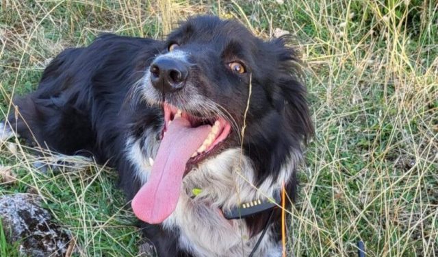 AKCIJA GSS-a Potražni pas na Križevcu pronašao nestalu Amerikanku