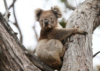 Australske vlasti suočavaju se s povratnom reakcijom nad Koala Cull – RT World News