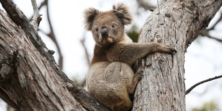 Australske vlasti suočavaju se s povratnom reakcijom nad Koala Cull – RT World News