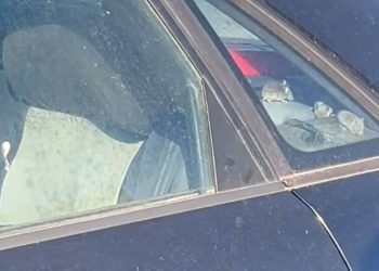 Auto prepun miševa snimljen kod Splitovog igrališta: “Bojim se i pomisliti što bi sve moglo biti unutra”