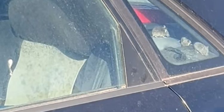 Auto prepun miševa snimljen kod Splitovog igrališta: “Bojim se i pomisliti što bi sve moglo biti unutra”