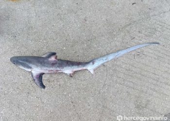 BIORAZNOLIKOST NEUMSKOG PODMORJA Pronađeno mladunče morskog psa lisice