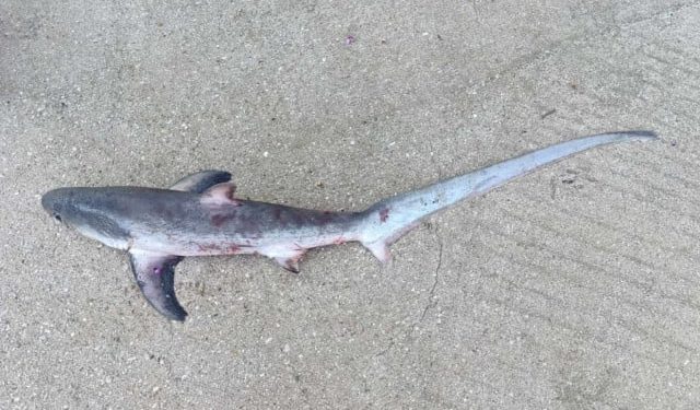 BIORAZNOLIKOST NEUMSKOG PODMORJA Pronađeno mladunče morskog psa lisice