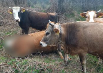 BUGOJNO Medvjed rastrgao kravu | Vijesti Hercegovina.Info