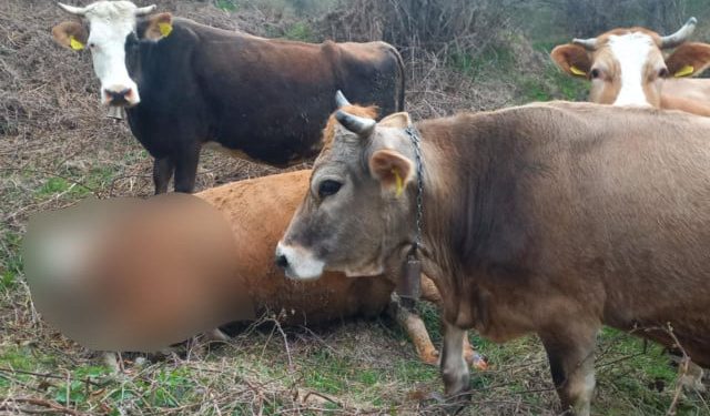 BUGOJNO Medvjed rastrgao kravu | Vijesti Hercegovina.Info