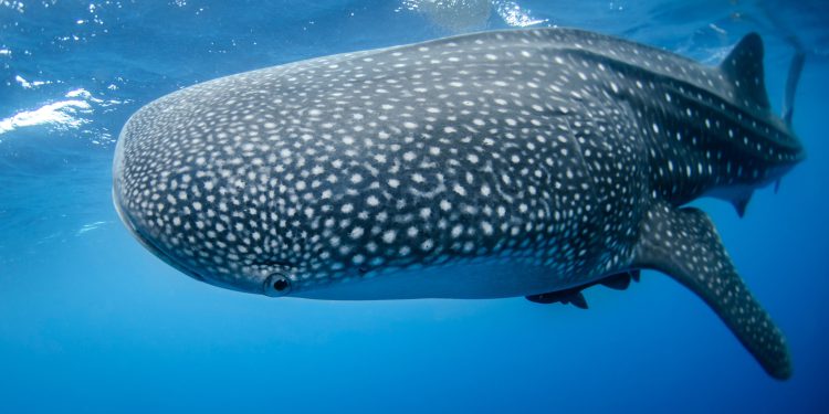 Bitcoin kitovi su na snazi, kupujući BTC Price Rally