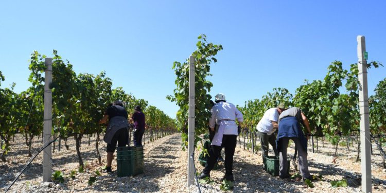 Bivši i sadašnji učenici Poljoprivredne škole govore kako su uspjeli svojim znanjem pokrenuti vlastite uspješne biznise