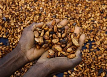 Boreći se u borbi protiv bjelokosti, poljoprivrednici kakaa zabrinuti su za američke tarifne planove