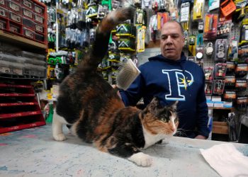 Budućnost voljenih mačaka u New Yorku je pod prijetnjom