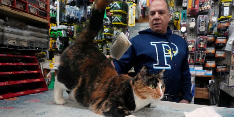 Budućnost voljenih mačaka u New Yorku je pod prijetnjom