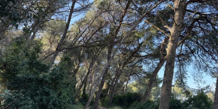 Čisti se šuma na pulskim Valkanama