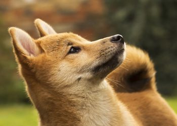 Doge Mining Firm Z Squared izaći će javno spajanjem