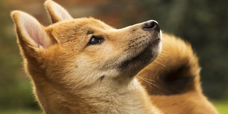 Doge Mining Firm Z Squared izaći će javno spajanjem