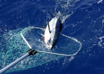 Evo kako odrediti starost ulovljene tune