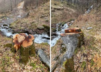 FOTO Nelegalna sječa stabala kod izvora Neretvice