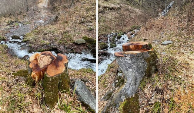 FOTO Nelegalna sječa stabala kod izvora Neretvice