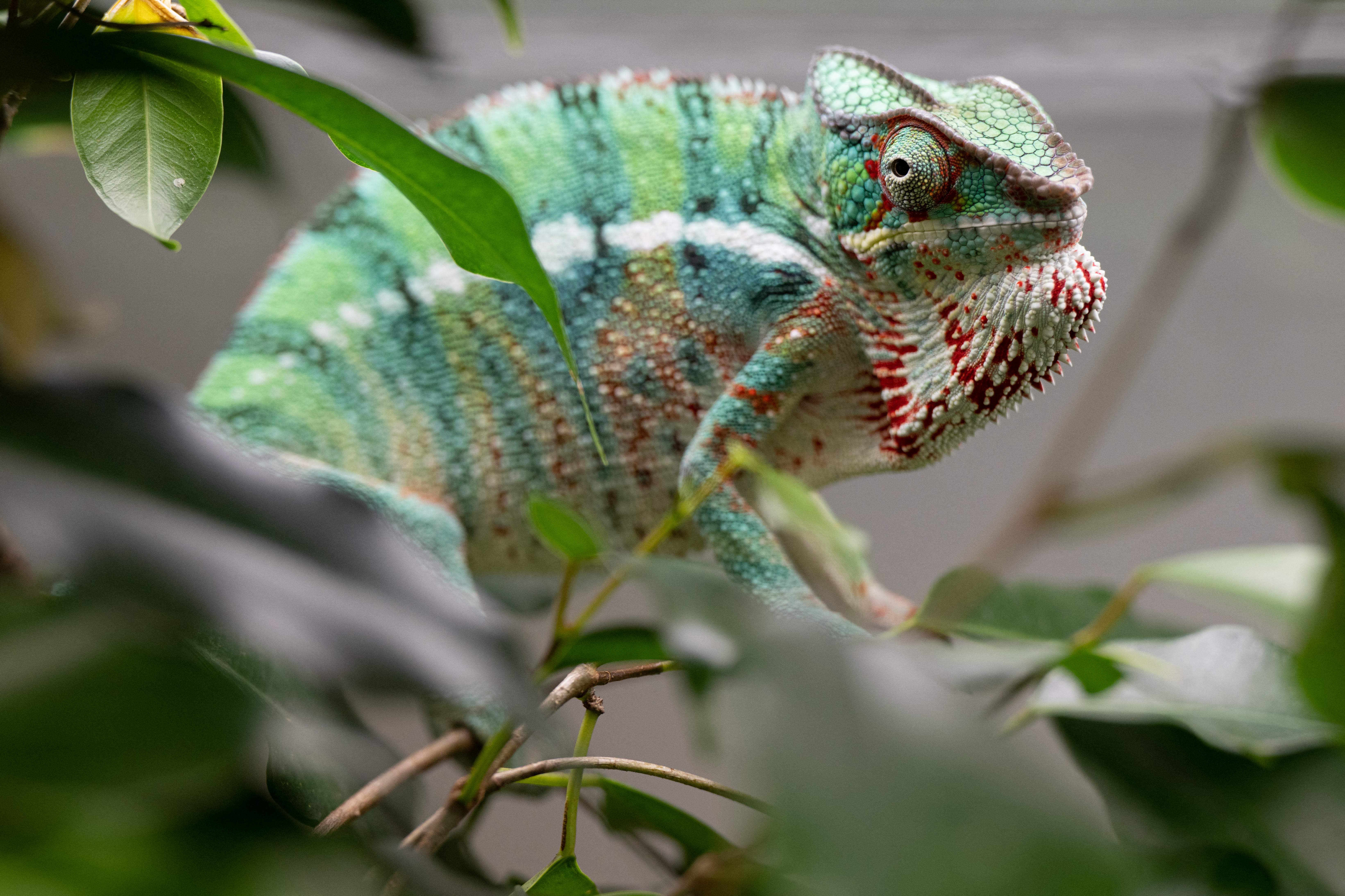 Dennis Wally Woodbury bio je aktivan na oglasnim pločama za čuvare i uzgajivača kameleona
