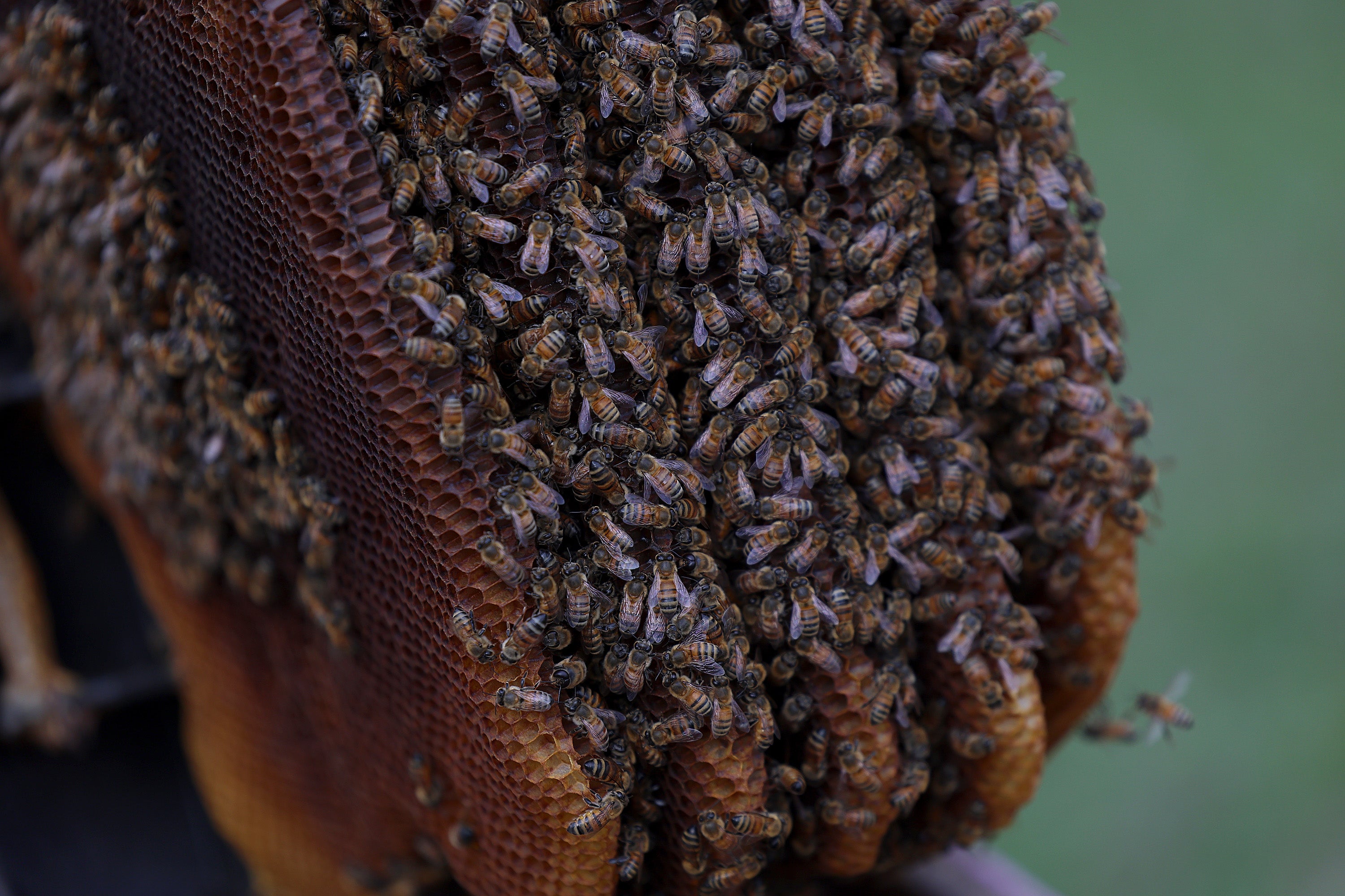 Ovaj skok u smrti medonosa trebao bi biti 