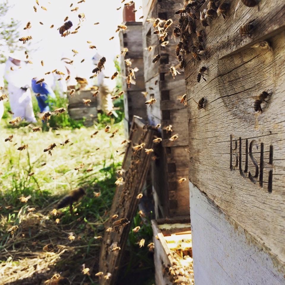 Farma meda Michaela Busha. Bush kaže da bi pesticidi mogli igrati ulogu u šiljci u smrti meda