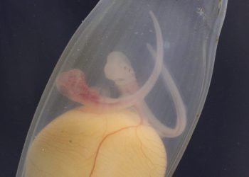 KRAJNJE RIJEDAK SLUČAJ Monozigotni blizanci morske mačke bljedice!