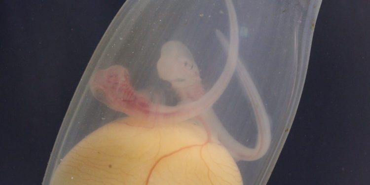 KRAJNJE RIJEDAK SLUČAJ Monozigotni blizanci morske mačke bljedice!