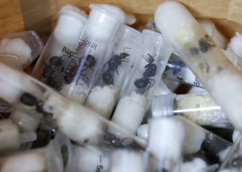 Kako su mravi postali središte novog krijumčarenja koji prijeti Europi: ‘To je poput kokaina’