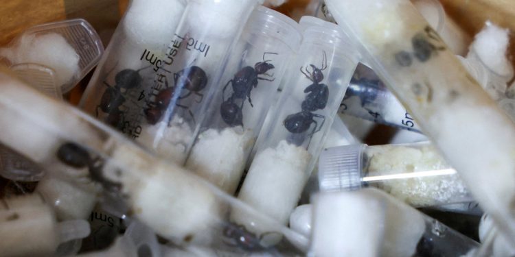 Kako su mravi postali središte novog krijumčarenja koji prijeti Europi: ‘To je poput kokaina’