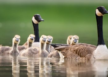 Kanadski vojni problemi ‘Upozorenje guske’ – RT World News