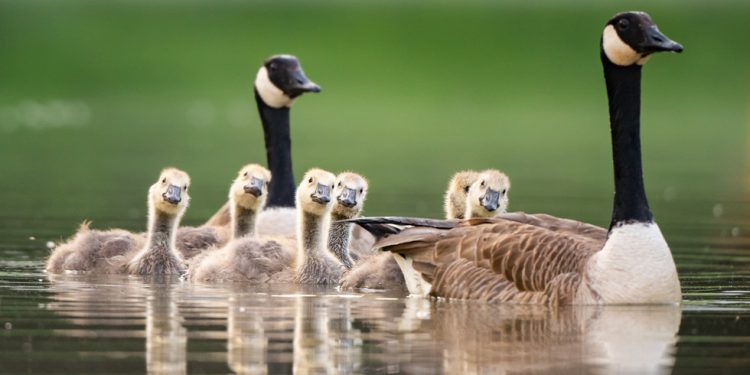 Kanadski vojni problemi ‘Upozorenje guske’ – RT World News