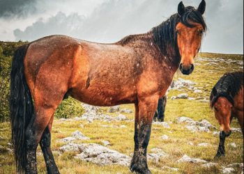 LIVANJSKI DIVLJI KONJI Dok turisti slikaju, drugi kradu i ubijaju