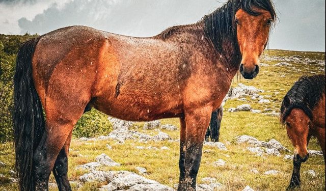 LIVANJSKI DIVLJI KONJI Dok turisti slikaju, drugi kradu i ubijaju