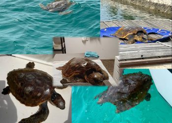 Lia, glavata želva koja je u oporavilište stigla u ponedjeljak, nije preživjela