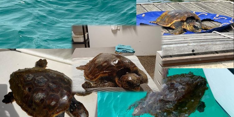 Lia, glavata želva koja je u oporavilište stigla u ponedjeljak, nije preživjela