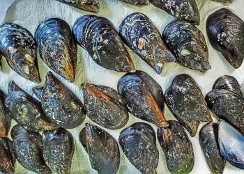 MORSKI EKOSUSTAV Znate li što su ciklički imini i zašto su važni?