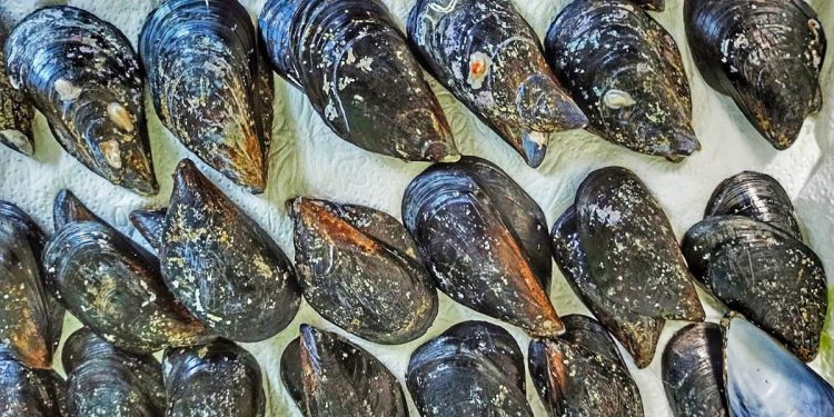 MORSKI EKOSUSTAV Znate li što su ciklički imini i zašto su važni?