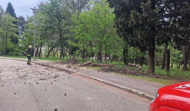 MOSTAR Stablo palo na cestu kod mrtvačnice, intervenirali vatrogasci