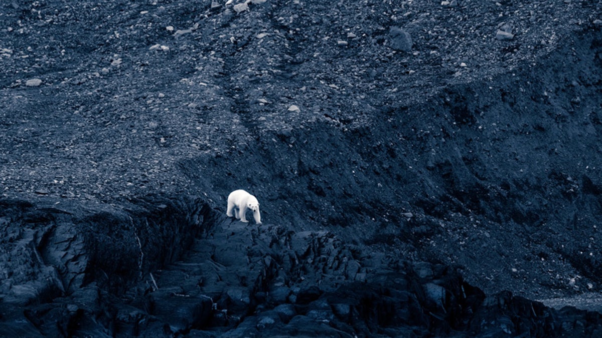 Polar Bear Sony World Photography Awards 2023