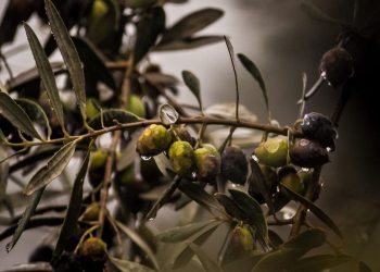 Maslinarsko predavanje u marinskoj Zadruzi ove subote