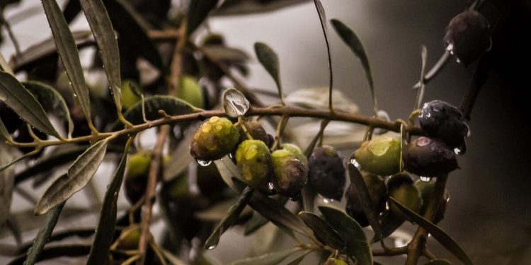 Maslinarsko predavanje u marinskoj Zadruzi ove subote