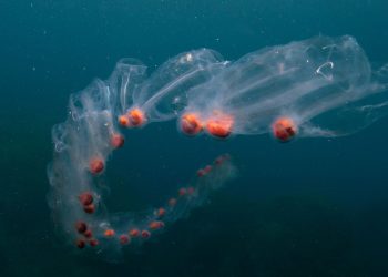 Masovna pojava salpi i želatinoznih organizama u Jadranu