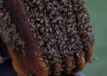 Milijuni pčela umiru – i nitko nije siguran zašto